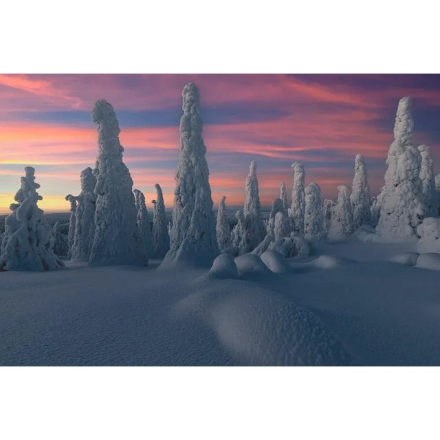 Roberto Moiola / Sysaworld, Sunset Over Frozen Trees of Snowy Forest, Lapland, Photographic Paper, in Flawless conditions....