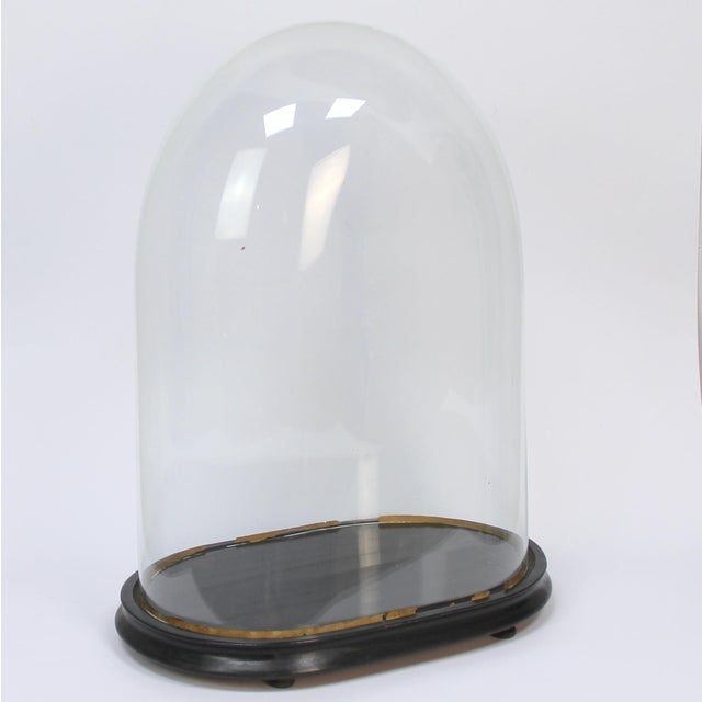 Napoleon III Glass Dome For Sale - Image 5 of 6
