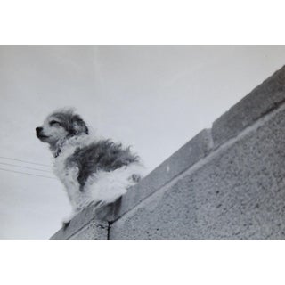 Vintage Perspective Snapshot Super Dog Wonder Puppy For Sale