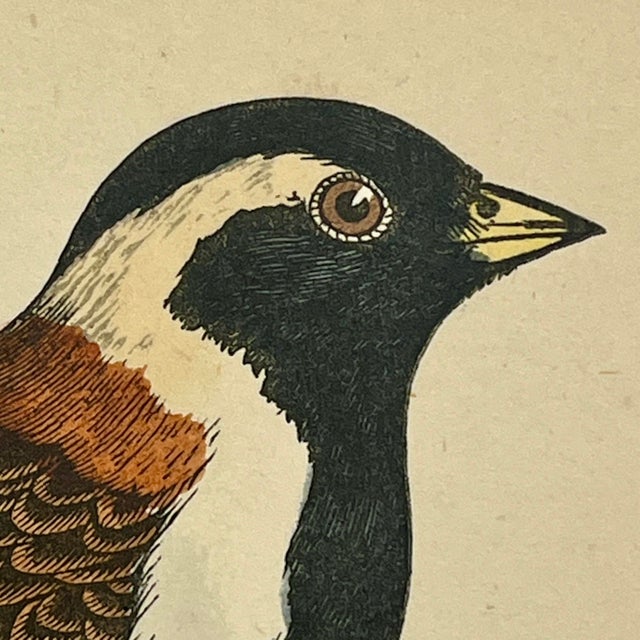 Late 19th Century Antique Hand Tinted Bird Print From England Featuring a Pair of Lapland Buntings - Circa 1880 For Sale - Image 5 of 12