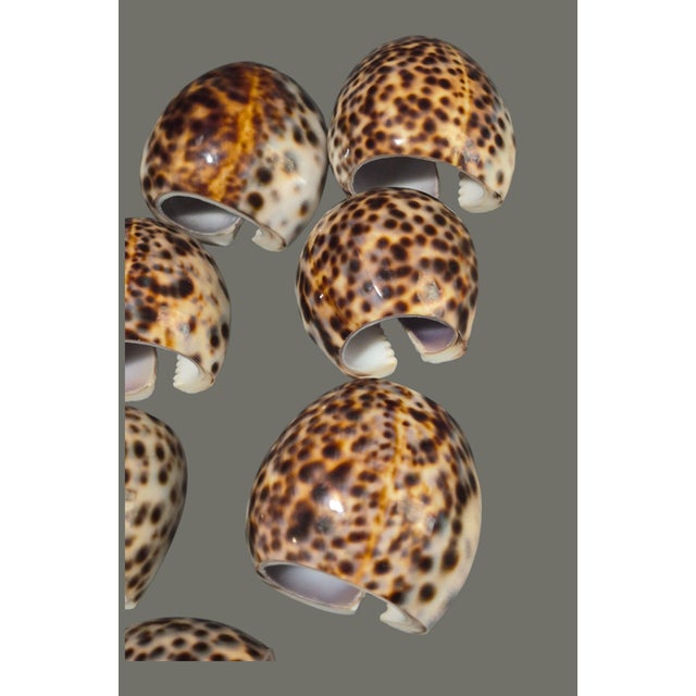Nautical Vintage Nautical Sea Life Table Decor Seven Tiger Cowrie Shell Napkin Rings For Sale - Image 3 of 7