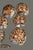 Nautical Vintage Nautical Sea Life Table Decor Seven Tiger Cowrie Shell Napkin Rings For Sale - Image 3 of 7