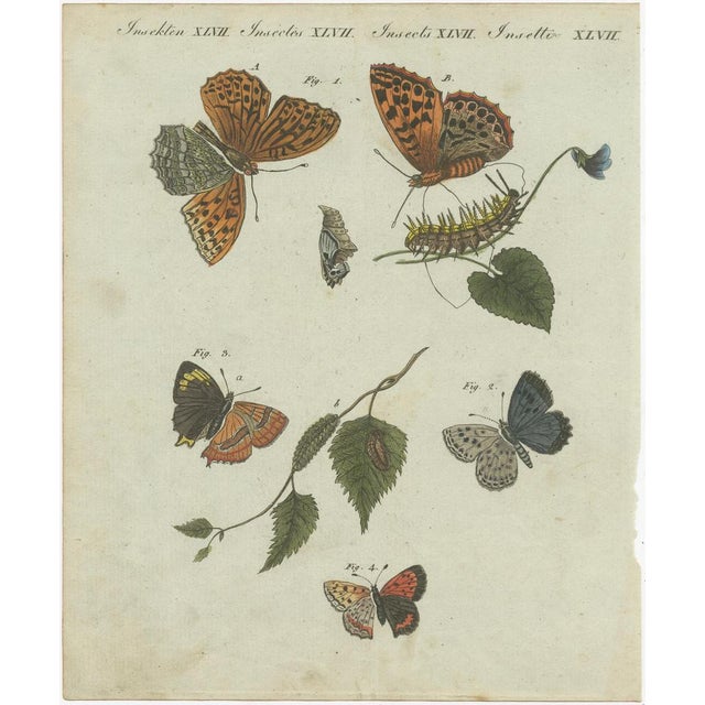 Hawk-Moths and Butterflies: Hand-Colored Engravings, Published, 1805, Print For Sale - Image 4 of 6
