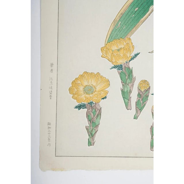 Vintage 1950's Japanese woodblock print on paper botanical Adonis and Bamboo by Kawarazaki Shodoo (1889-1973) Japan....