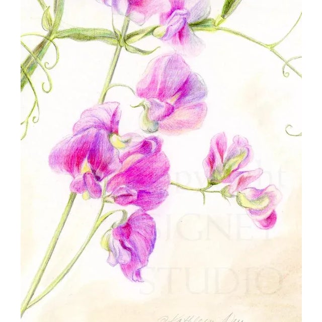 Natural history botanical art. Inspired by vintage floral art, this is a mixed media drawing of wild sweet peas. A...