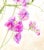 Natural history botanical art. Inspired by vintage floral art, this is a mixed media drawing of wild sweet peas. A...