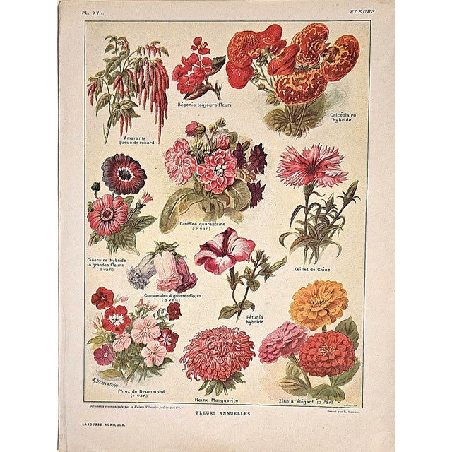 1921 Rare Set of 3 Antique French Illustrated Botanical Flowers in Red For Sale - Image 4 of 7