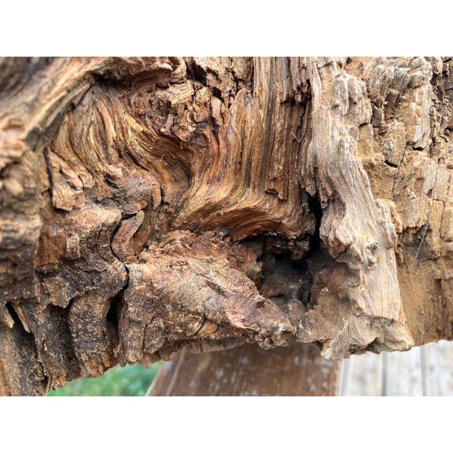 Ancient 1854 Big Burn Ghost Forest Large Sculptural Root Burl Spire. 450 Years Old! For Sale - Image 6 of 6
