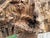 Ancient 1854 Big Burn Ghost Forest Large Sculptural Root Burl Spire. 450 Years Old! For Sale - Image 6 of 6