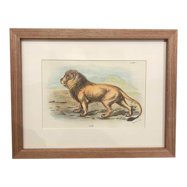Antique Lion Botanical Print in Walnut Frame For Sale