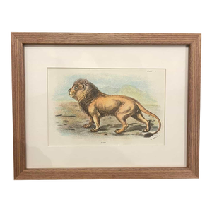 Antique Lion Botanical Print in Walnut Frame
