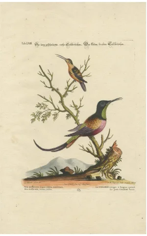 After George Edwards, Large Red and Small Brown Hummingbirds, 18th Century, Print