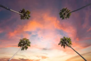 Four Los Angeles Palm Trees California Landscape Photograph by Richard Silver, 24 x 36