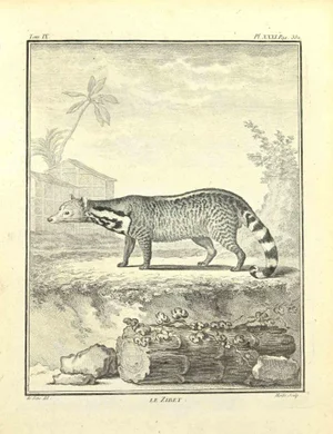Jean Gullaume Moitte, Le Zibet, Etching, 1771
