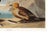 King Duck, Vintage Art Print Reproduction From Birds of America (1827) by John James Audubon, 48″ × 32″ For Sale - Image 9 of 9