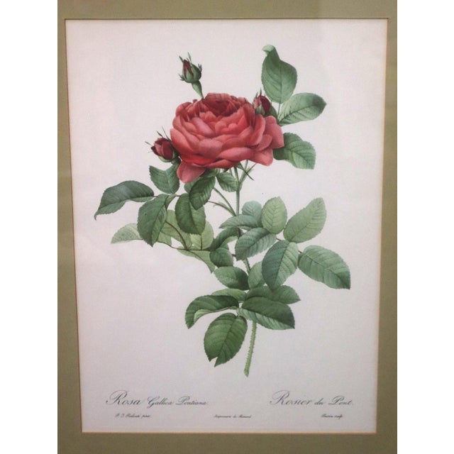 French Provincial Mid 20th Century Large Framed Pierre-Joseph Redouté "Rosa Gallica Pontiana" Botanical Reproduction Print For Sale - Image 3 of 6