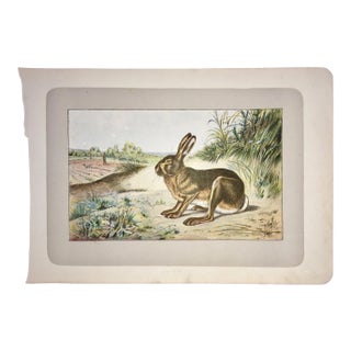 1907 French Photogravure Print of a Hare or "Le Lievre" For Sale
