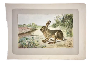 1907 French Photogravure Print of a Hare or "Le Lievre" -