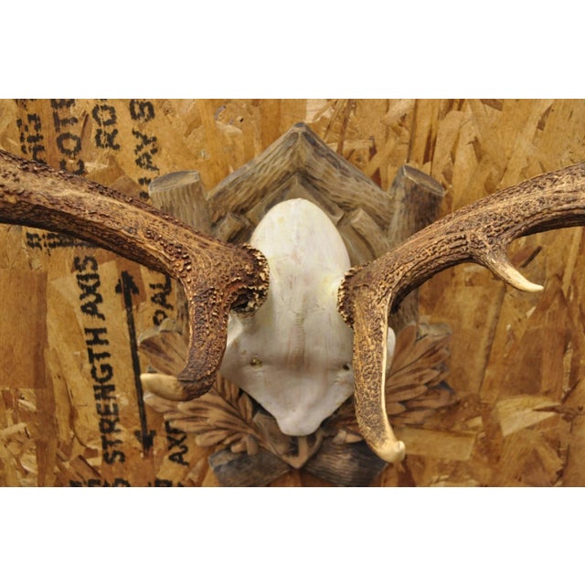 Brown Antique Black Forest Victorian Wall Mounted Taxidermy Large Deer Skull & Antlers For Sale - Image 8 of 15