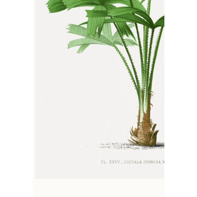 Royal Palm Study, Vintage Botanical Art Print Reproduction, 16" X 24" For Sale - Image 9 of 10