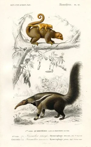 1849, Anteater Print, Antique French Hand-Colored Lithograph