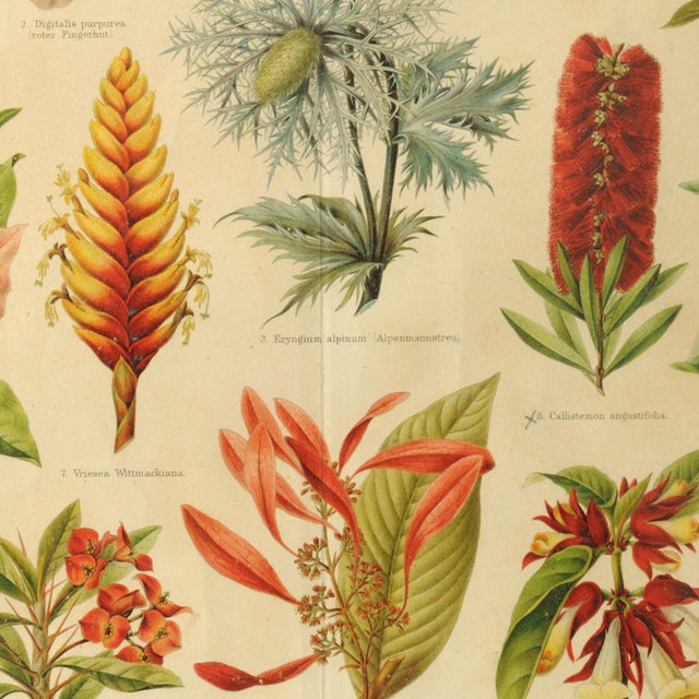 Antique Botanical Chart from Meyers Konversations Lexikon, 1890s For Sale - Image 3 of 5