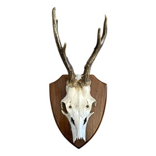 Vintage Black Forest German Trophy Mounted Roe Deer Antlers on Woooden Plaque For Sale