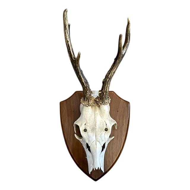 Vintage Black Forest German Trophy Mounted Roe Deer Antlers on Woooden Plaque For Sale