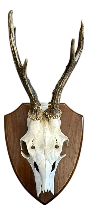Vintage Black Forest German Trophy Mounted Roe Deer Antlers on Woooden Plaque