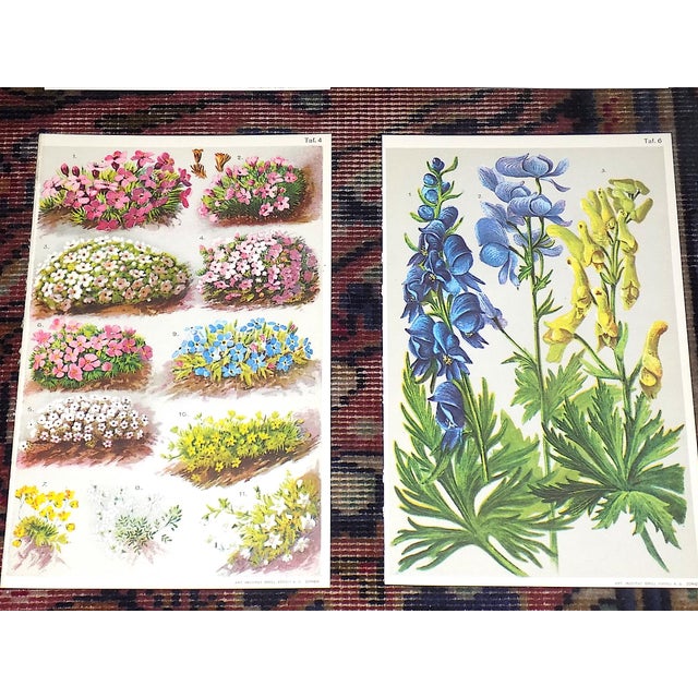 Authentic Antique 19th Century Alpine Botanical Color Lithographs - Set of 9 For Sale - Image 4 of 8