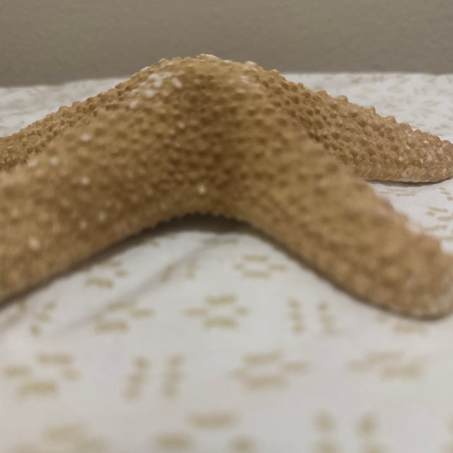 An impressive large natural jungle starfish specimen, celebrated for its sculptural form and organic coastal character....