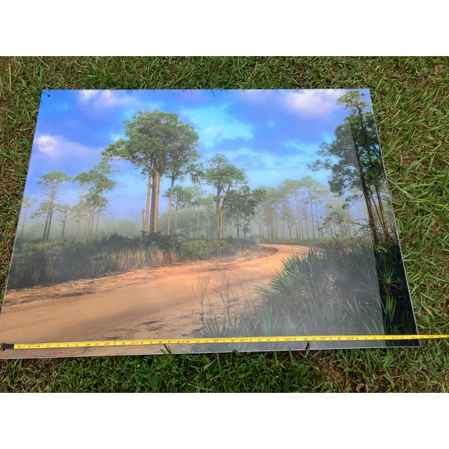 Old Florida; Highlands Hammock Park, Sebring Florida Photo Print, Pines and Palmetto. Four by Three Feet in Plastic For Sale - Image 9 of 18