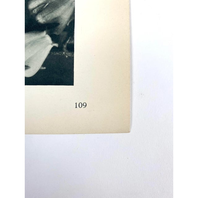 1920s Antique Botanical Blossfeldt Print - No. 109 For Sale - Image 5 of 6