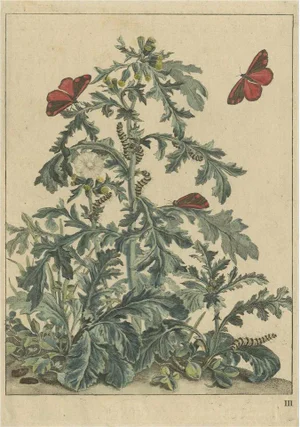 Butterflies, 1774, Paper