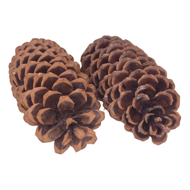 2020s Natural 15" Jumbo Pine Cones For Sale - Image 5 of 8