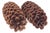 2020s Natural 15" Jumbo Pine Cones For Sale - Image 5 of 8