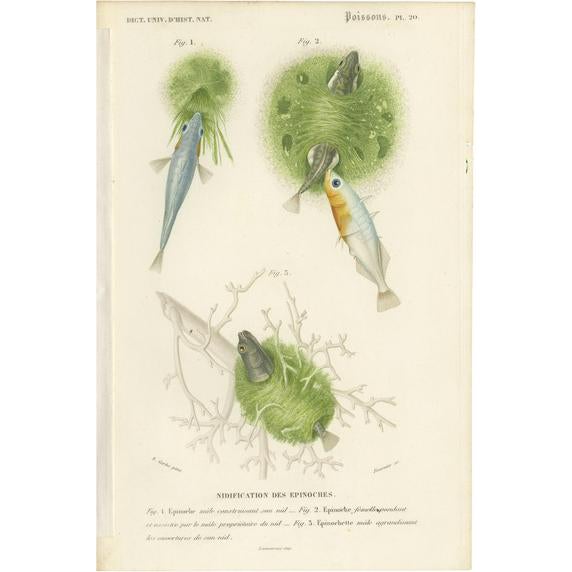 D'Orbigny, Stickleback Fishes, 1861, Print For Sale