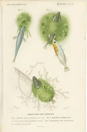 D'Orbigny, Stickleback Fishes, 1861, Print