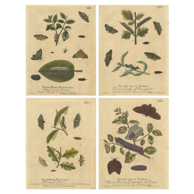 Albin, Moths & Caterpillars Buff-Tip, Winter Moth & Allies, 1720, Prints, Set of 4 For Sale - Image 10 of 10