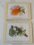 Traditional Set of Six Exotic Bird Print Placemats For Sale - Image 3 of 5
