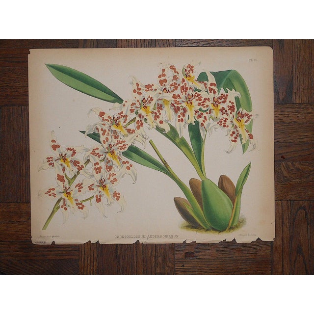 Antique 19th Century Orchid Lithographs-Set of 3 For Sale - Image 4 of 7