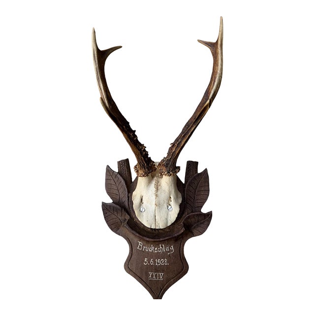 Roe Deer Trophy 156 Black Foerst Antlers Mounr For Sale