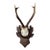 Roe Deer Trophy 156 Black Foerst Antlers Mounr For Sale