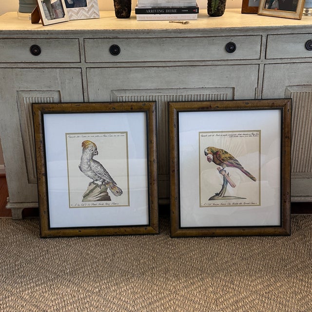 Pair of Italian Parrot Prints For Sale - Image 12 of 12