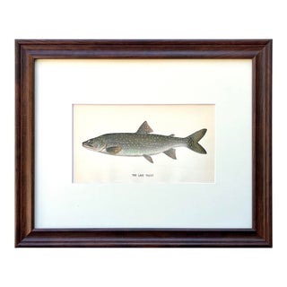 Original Antique Chromolithograph Lake Trout Fish Print by Tarleton Bean Circa 1890 For Sale