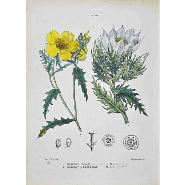 Lithograph hand watercolored. Plate from "Atlante di Botanica popolare ossia Illustrazione di Piante Notevoli di ogni...