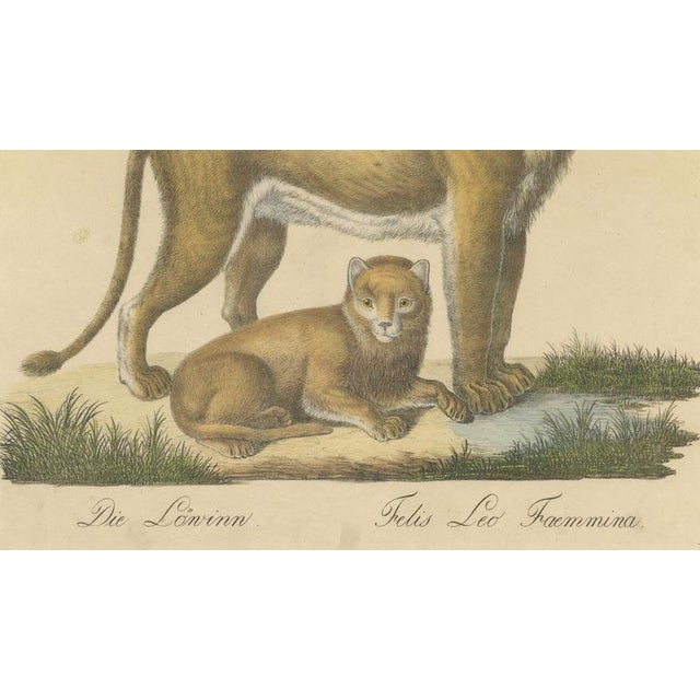 Brodtmann, Lioness and Cub, 1816, Lithograph For Sale - Image 6 of 9