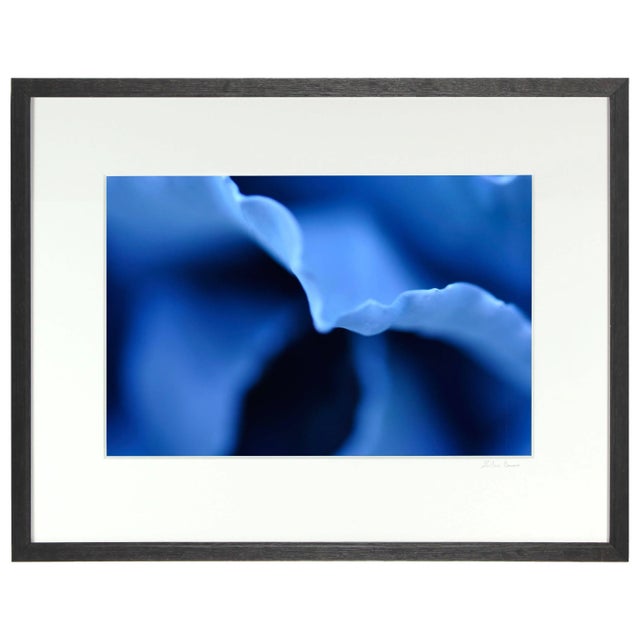 Contemporary Gaétan Caron "Indigo" Abstracted Floral Photograph, Mendocino, Ca, 2013 For Sale - Image 3 of 5