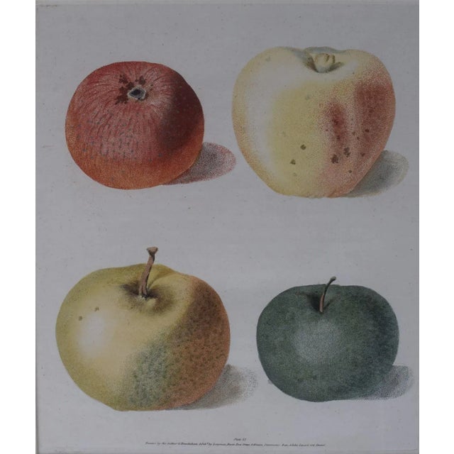 Traditional Early 19th Century George Brookshaw, Apple Cluster, Pl LX, Framed For Sale - Image 3 of 4