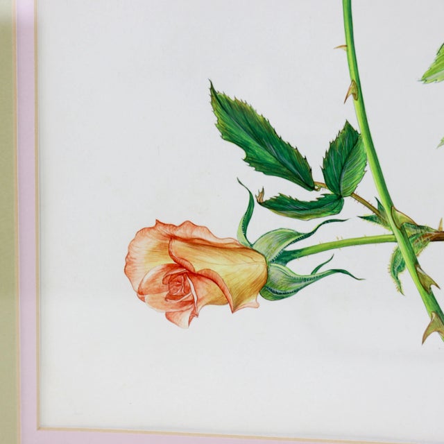 Vintage Hand-Painted Plant Specimen Watercolor "Gold Medal" Yellow Rose (With Frame). Signed in the Lower Right Corner For Sale In New York - Image 6 of 9
